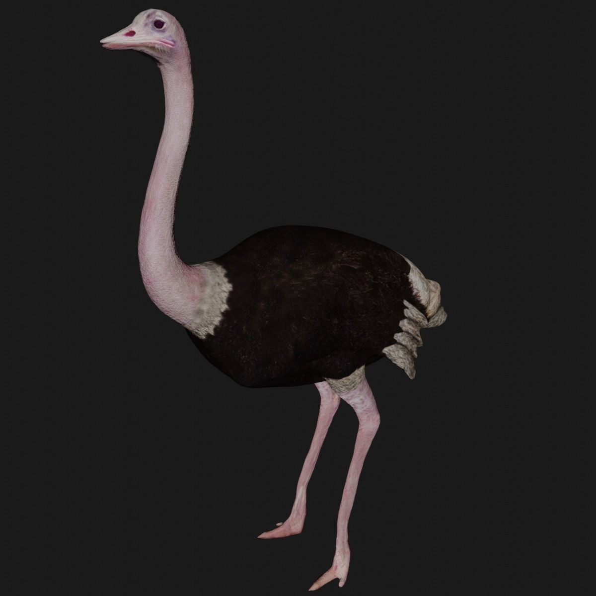 Ostrich low poly fully rigged Low-poly 3D model_2