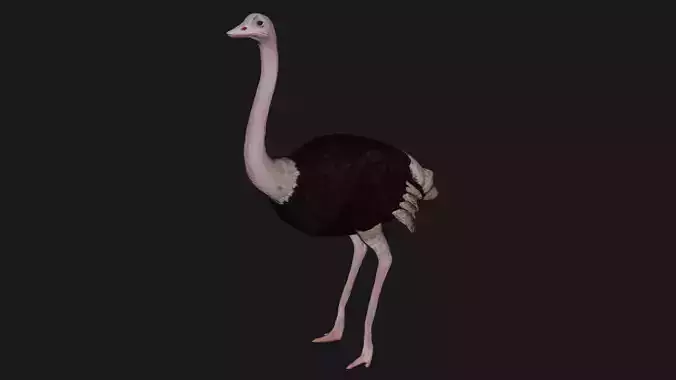 Ostrich low poly fully rigged Low-poly 3D model