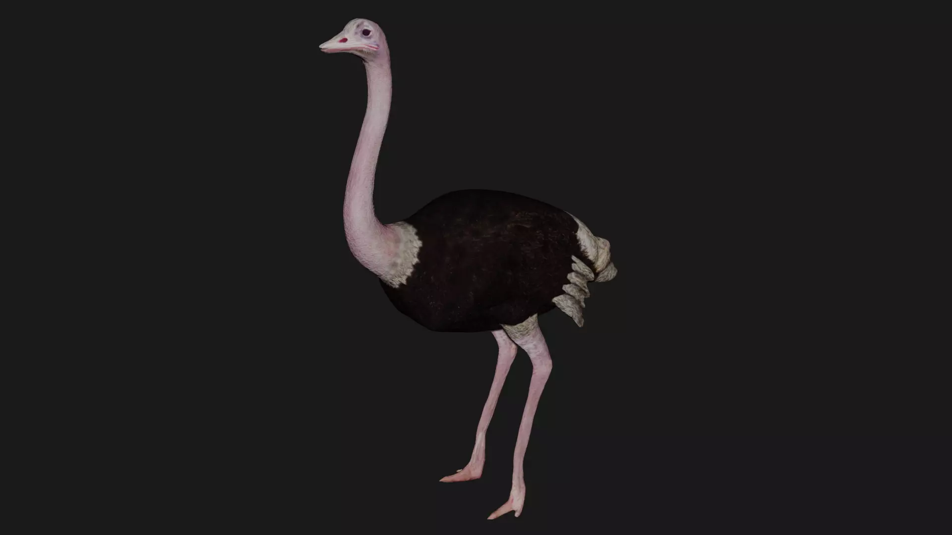 Ostrich low poly fully rigged Low-poly 3D model_0