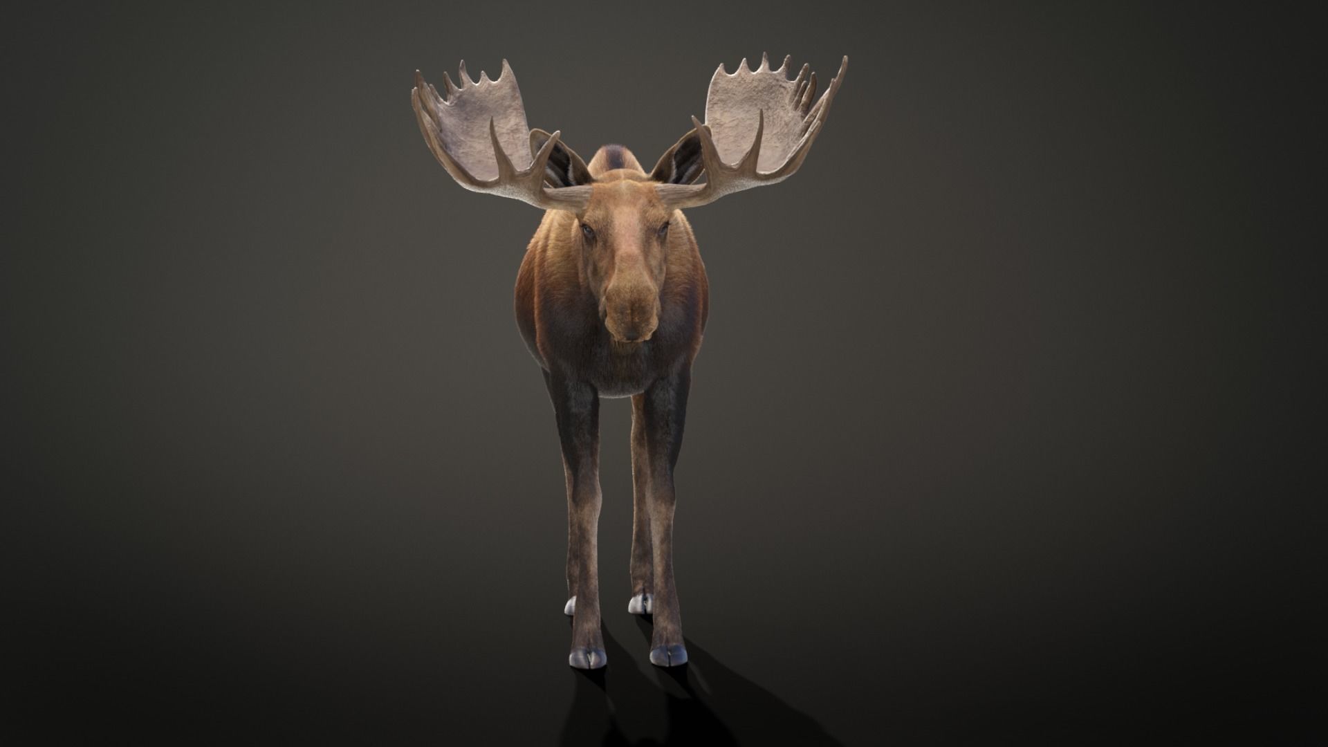 Moose Male Animated 3D model_8