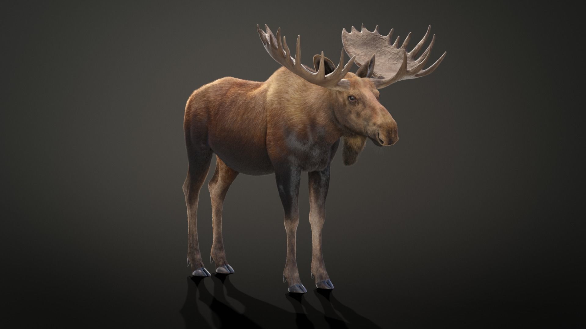 Moose Male Animated 3D model_9