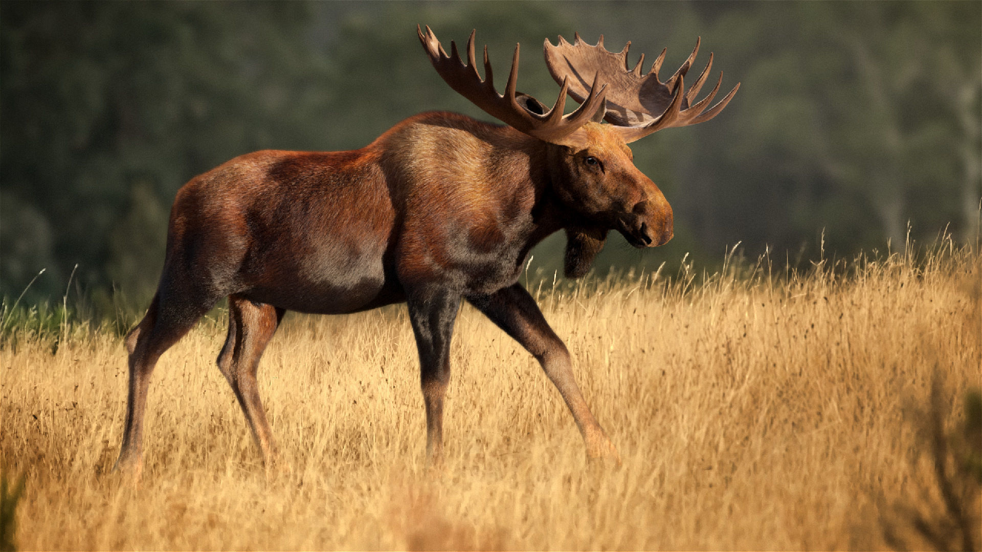 Moose Male Animated 3D model_5