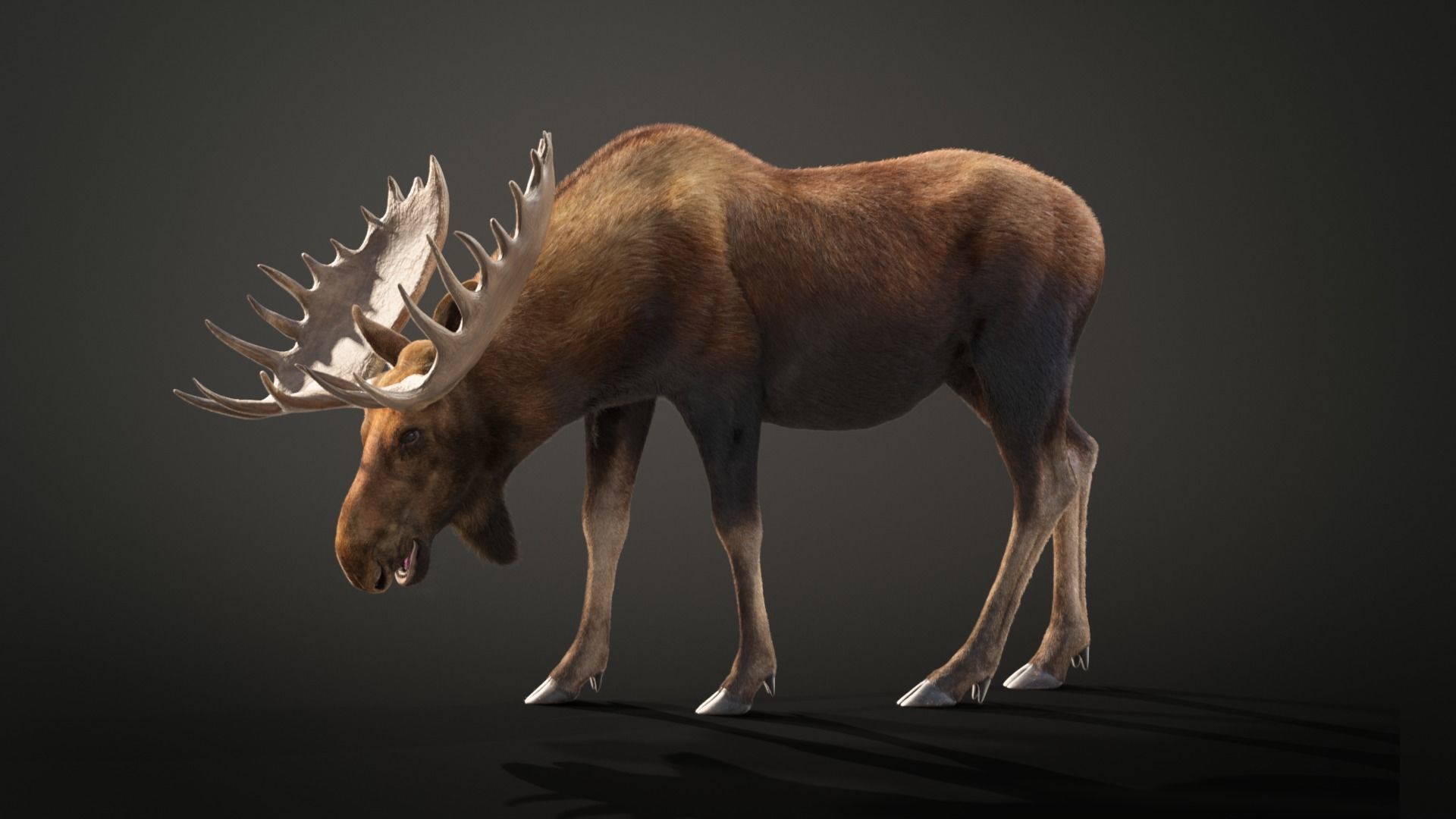 Moose Male Animated 3D model_7