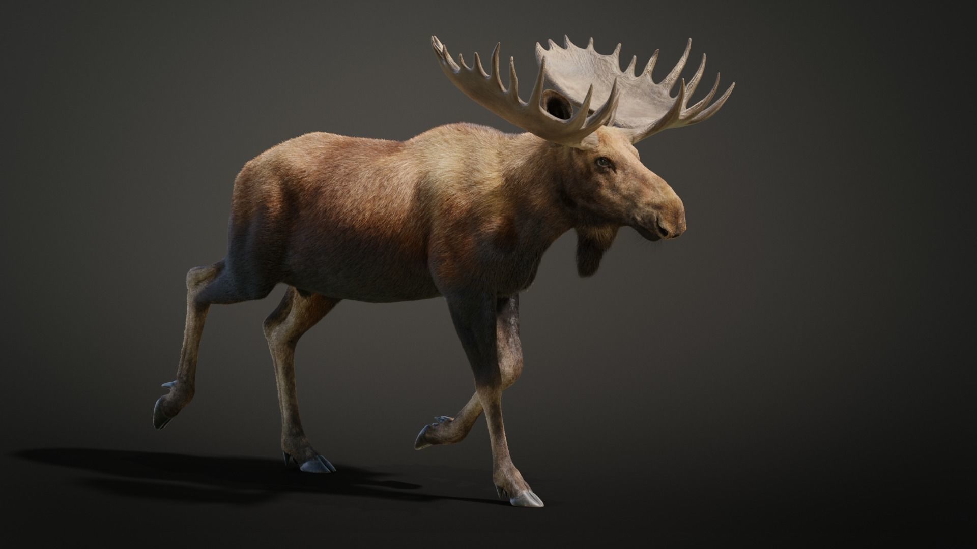 Moose Male Animated 3D model_14