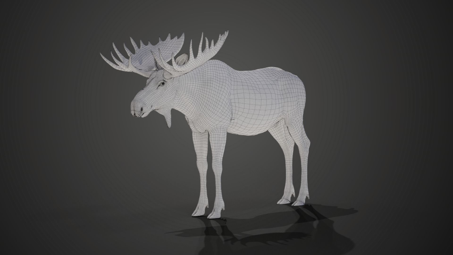Moose Male Animated 3D model_22