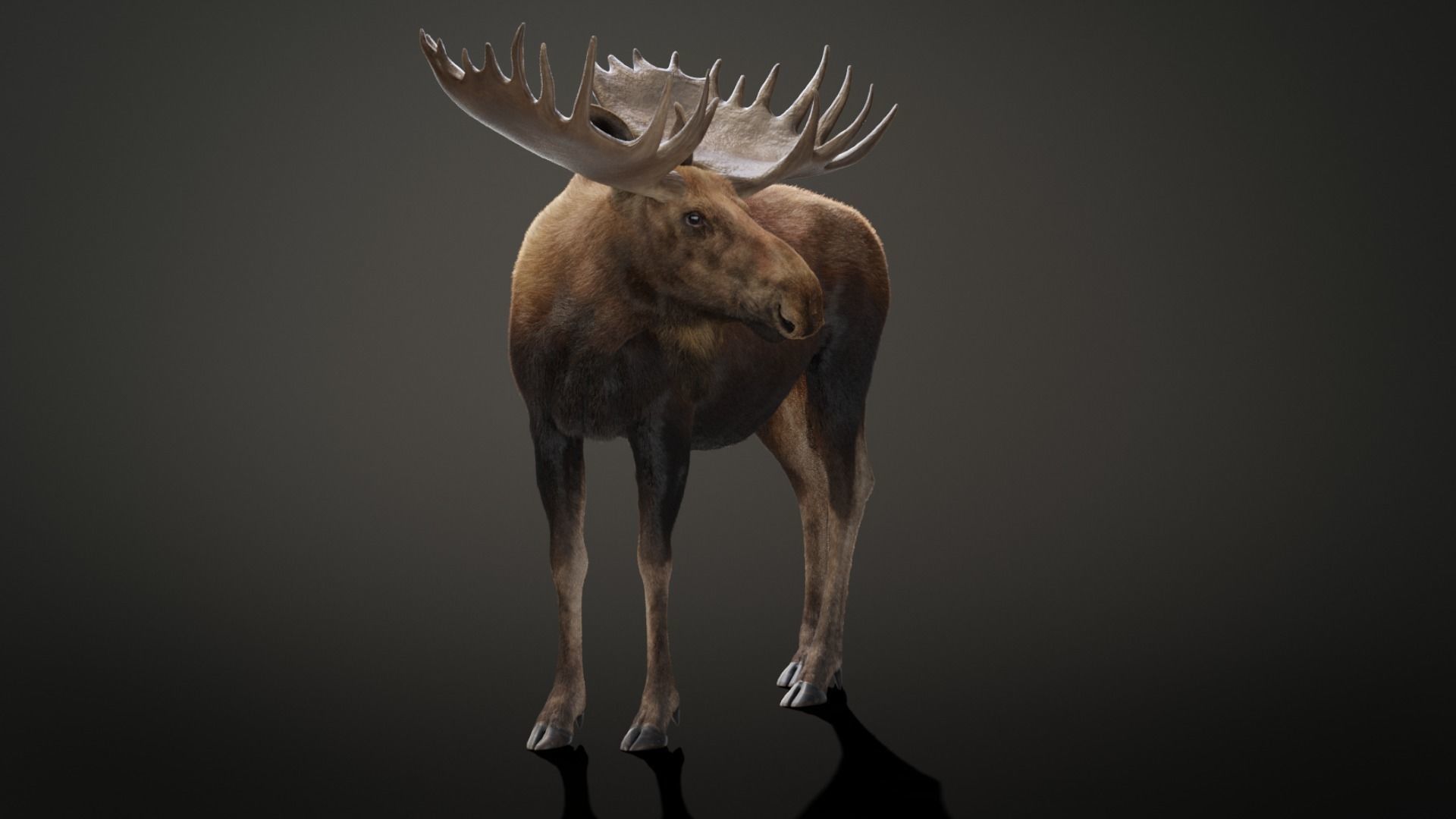 Moose Male Animated 3D model_12