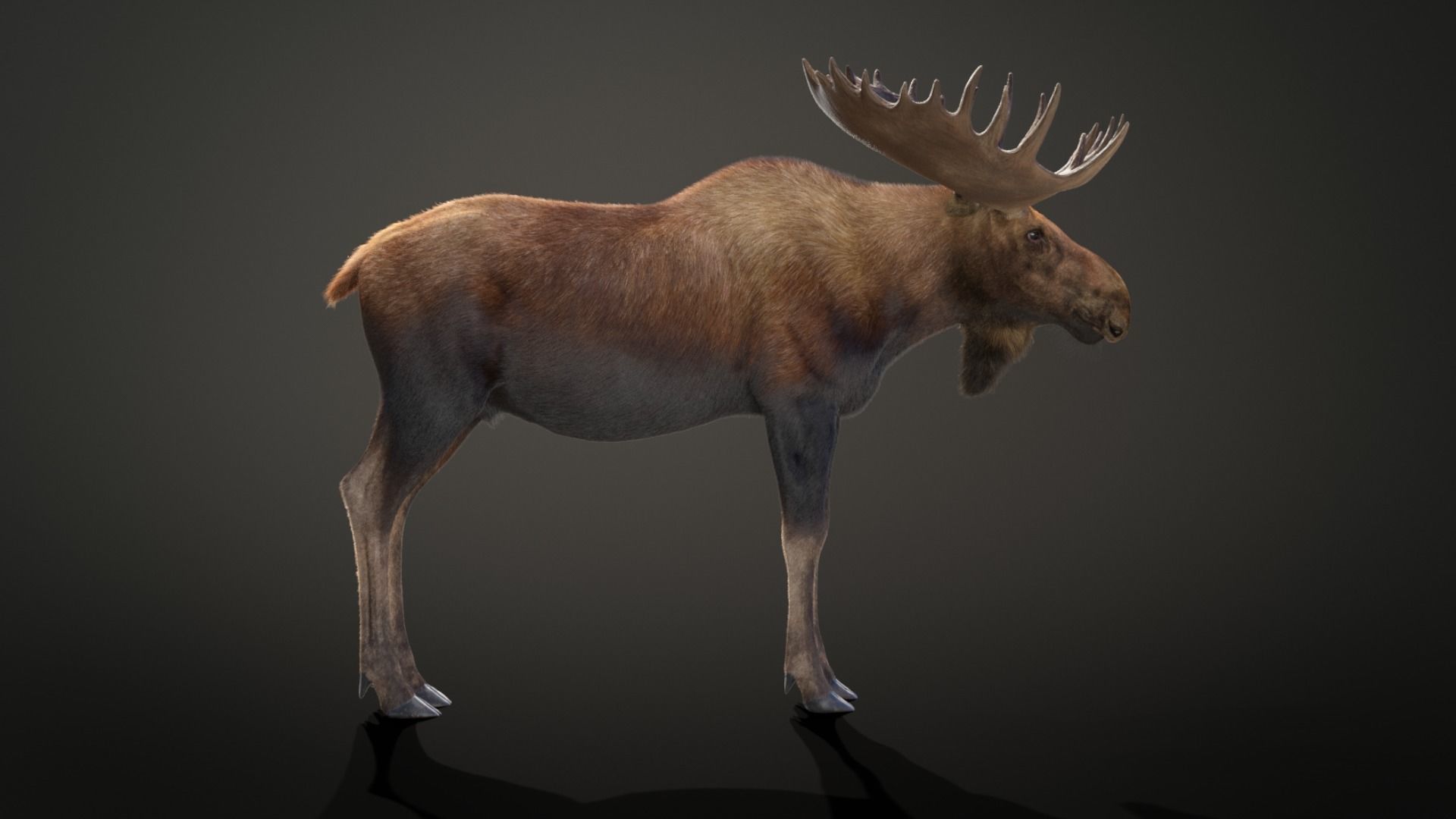 Moose Male Animated 3D model_11