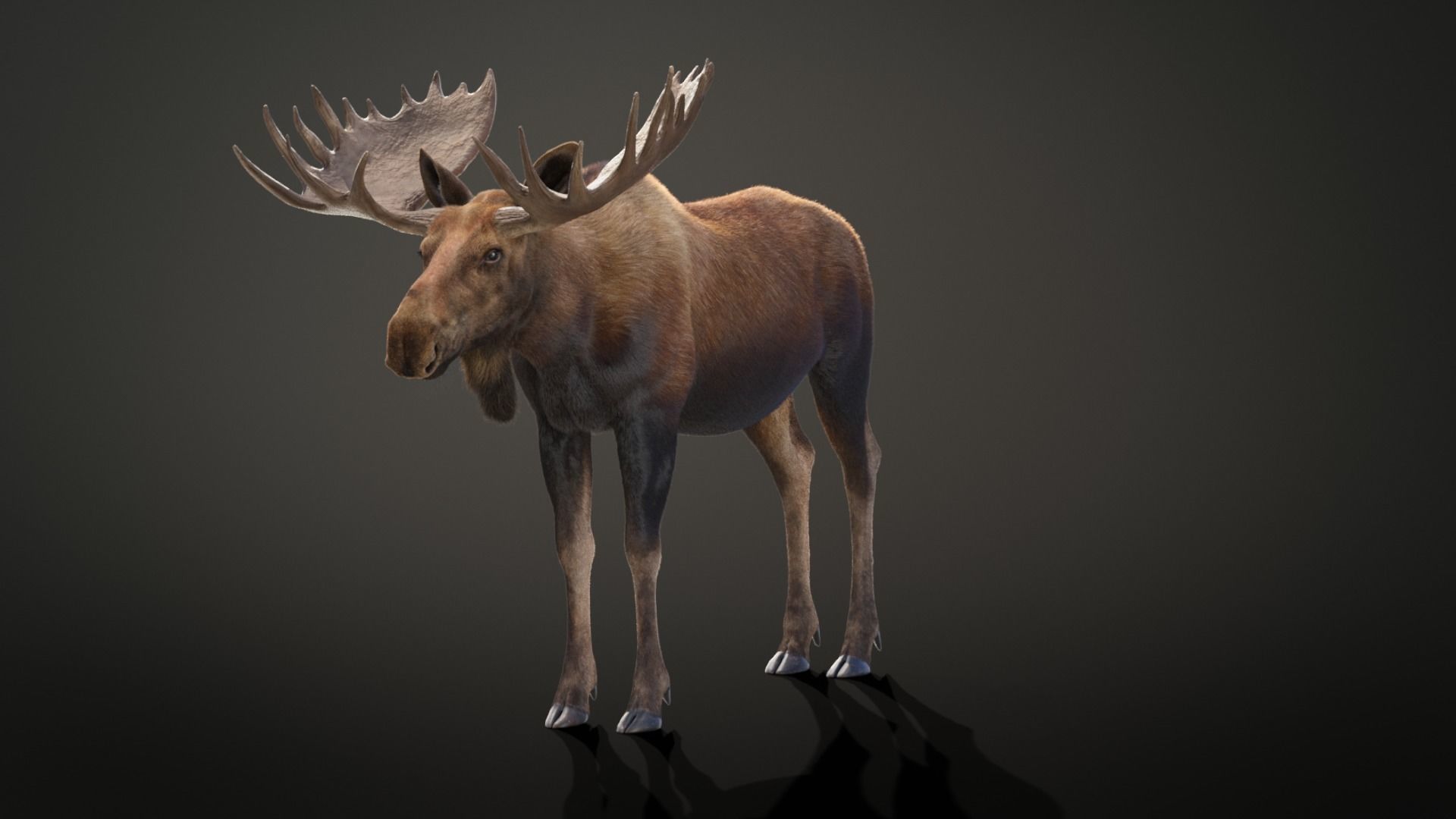 Moose Male Animated 3D model_6