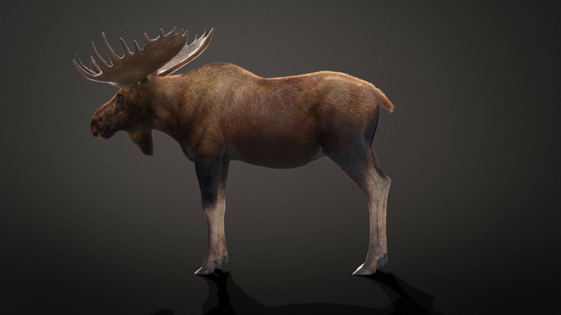Moose Male Animated 3D model_13