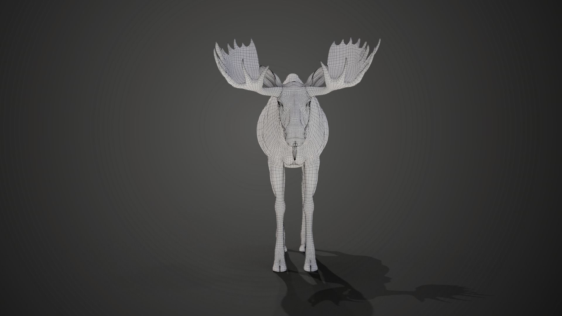 Moose Male Animated 3D model_19