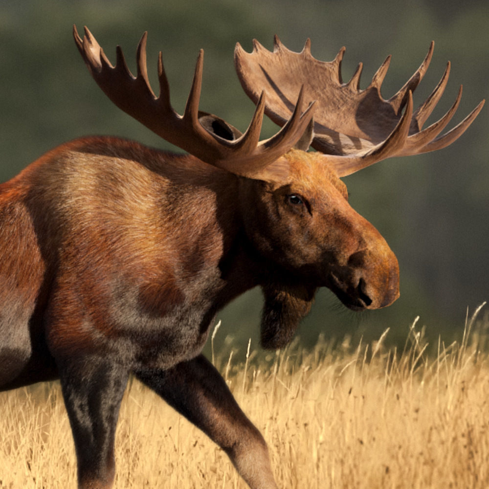 Moose Male Animated 3D model_0