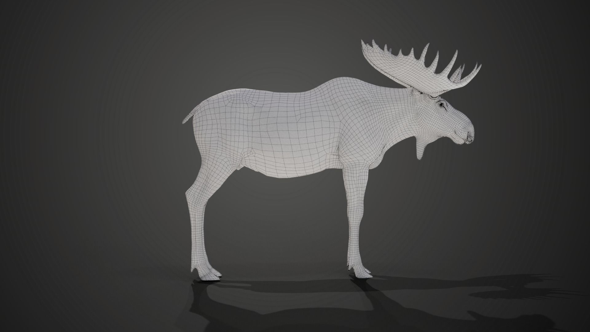 Moose Male Animated 3D model_20
