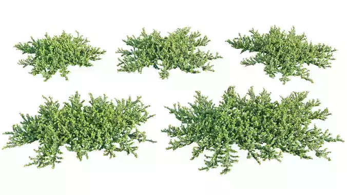 Carissa macrocarpa - Tuttle Dwarf Natal Plum - 01 3D model
