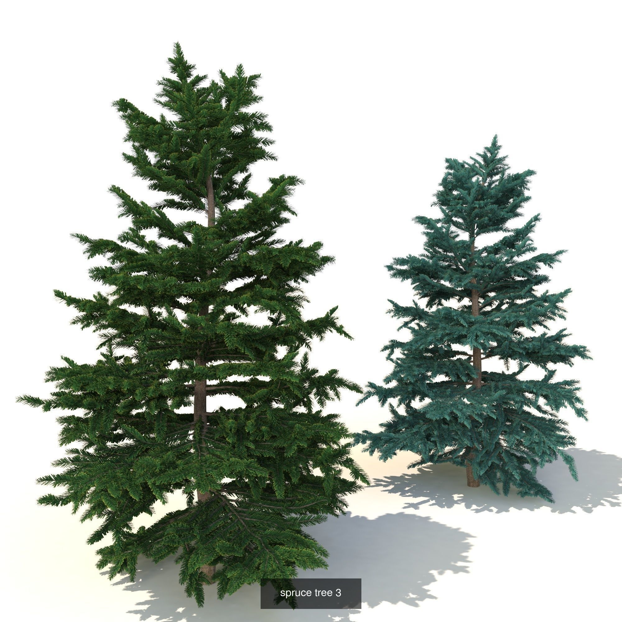 spruce collection two pine trees _9