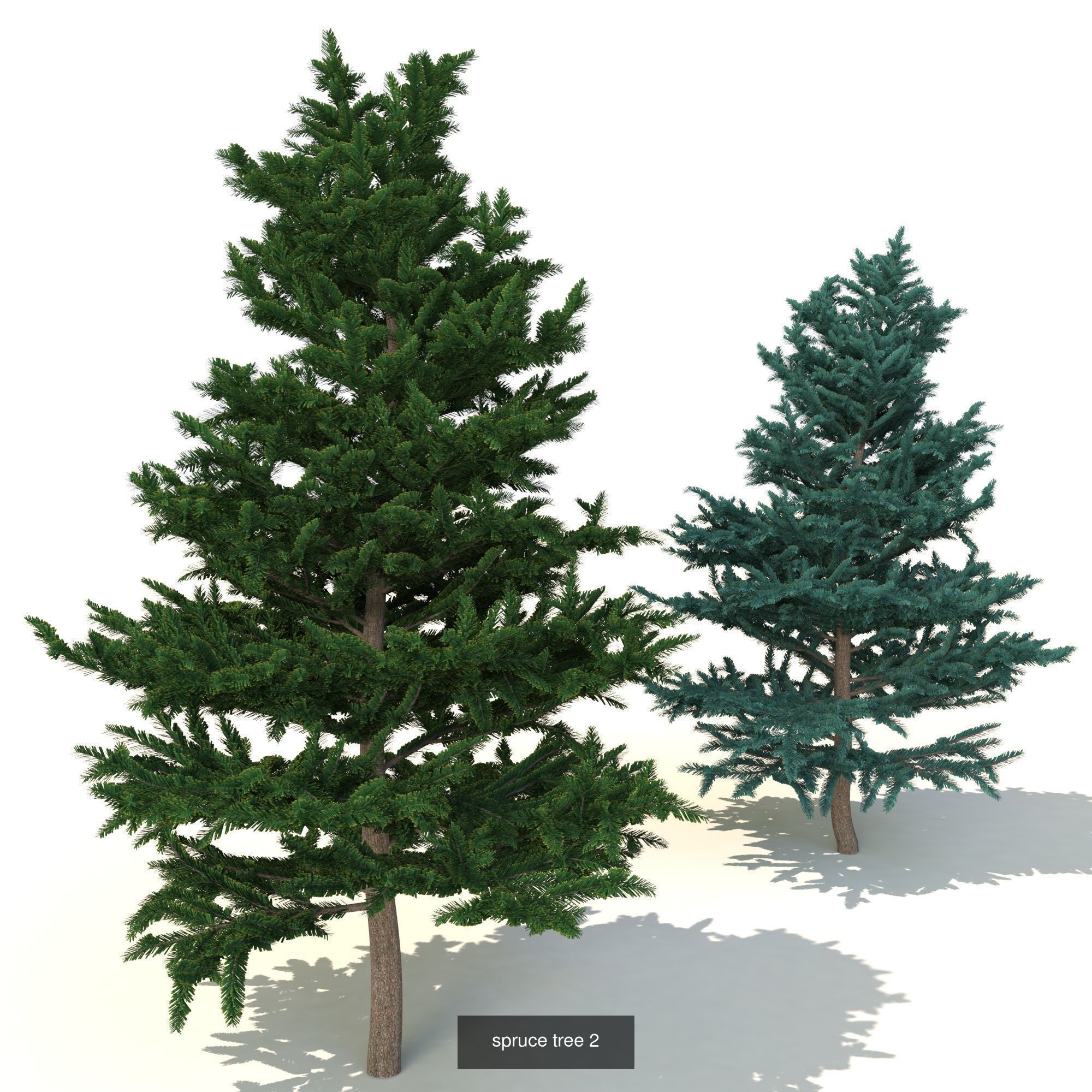 spruce collection two pine trees _8