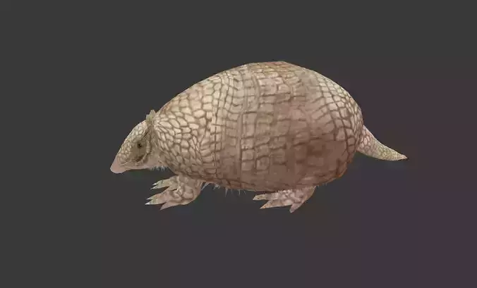 Holmesina armadillo