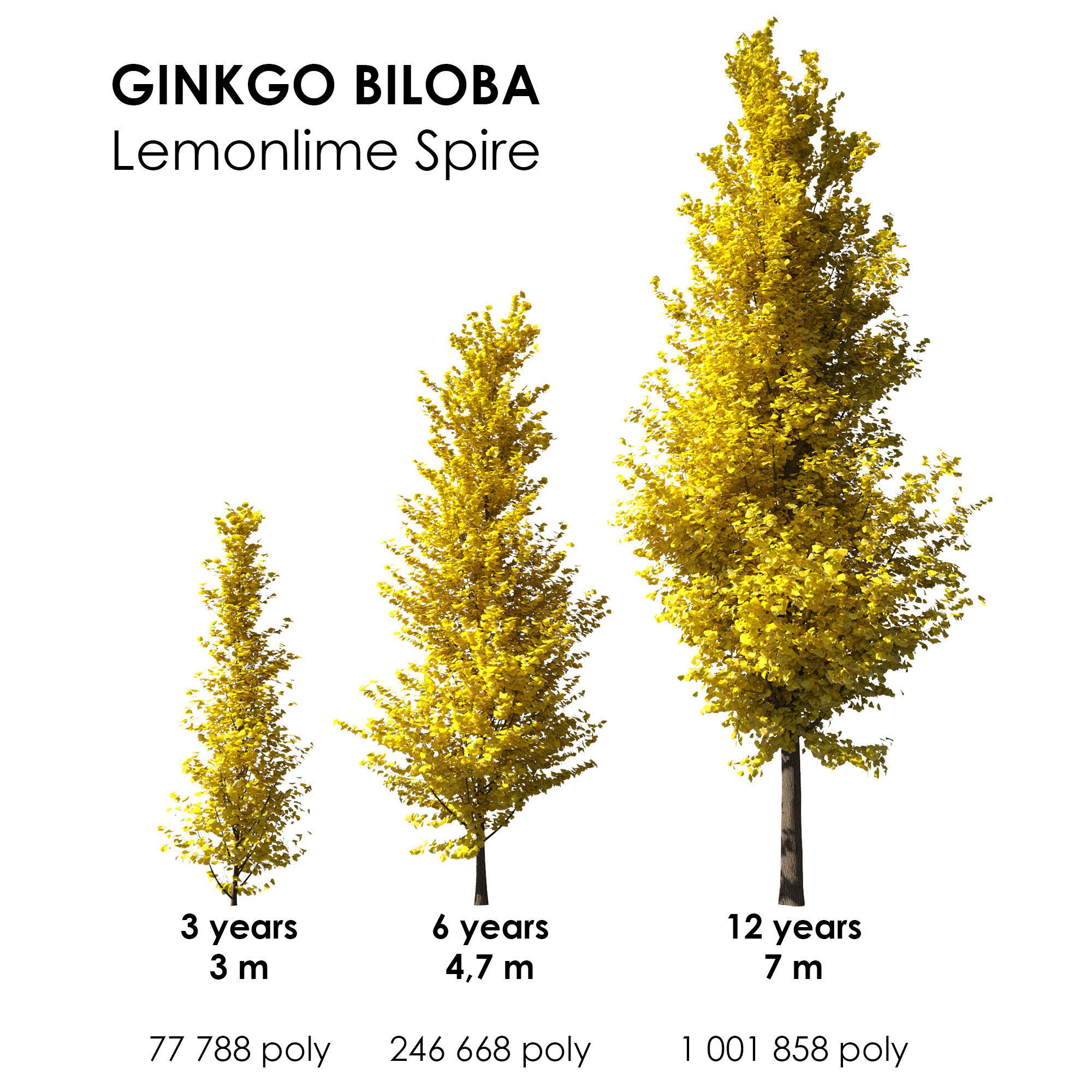 Ginkgo Lemonlime Spire Trees different ages 3D model_1