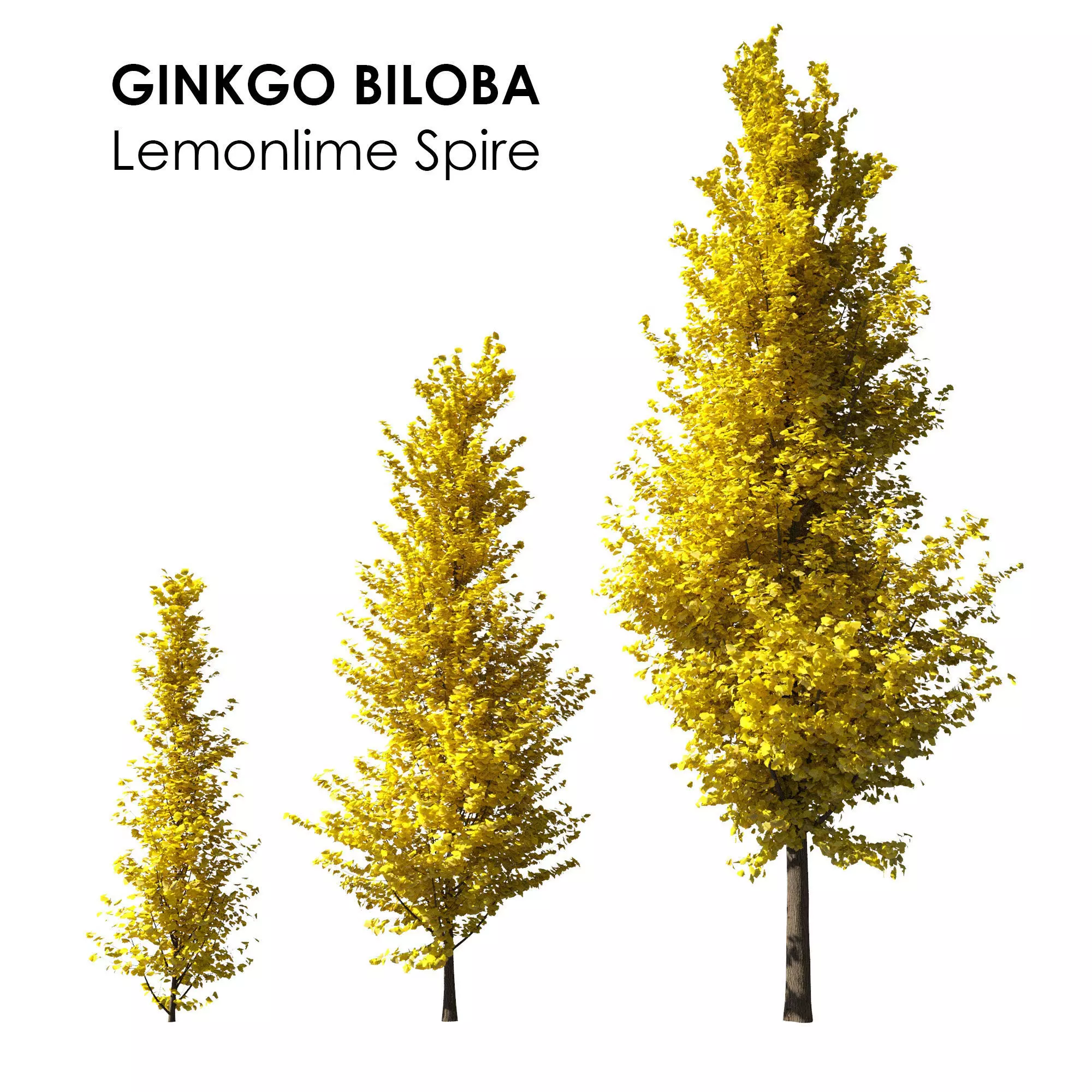 Ginkgo Lemonlime Spire Trees different ages 3D model_0