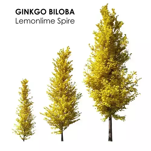 Ginkgo Lemonlime Spire Trees different ages 3D model