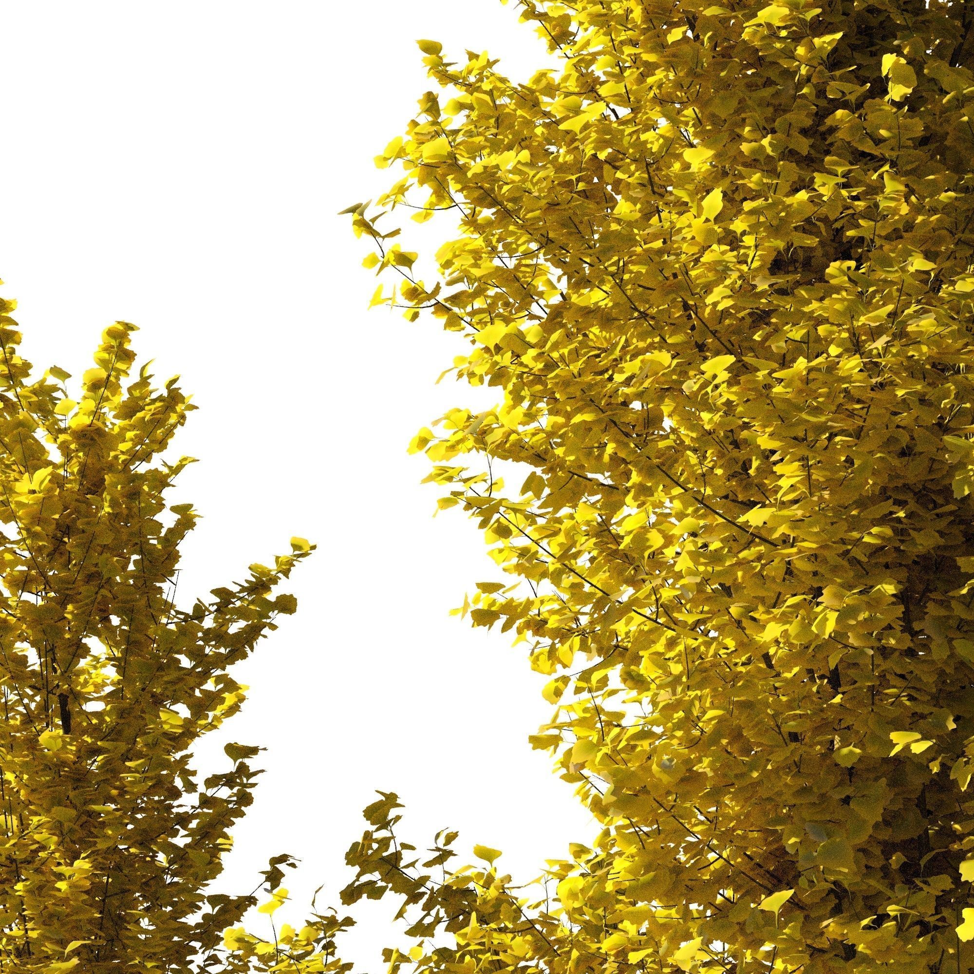 Ginkgo Lemonlime Spire Trees different ages 3D model_3