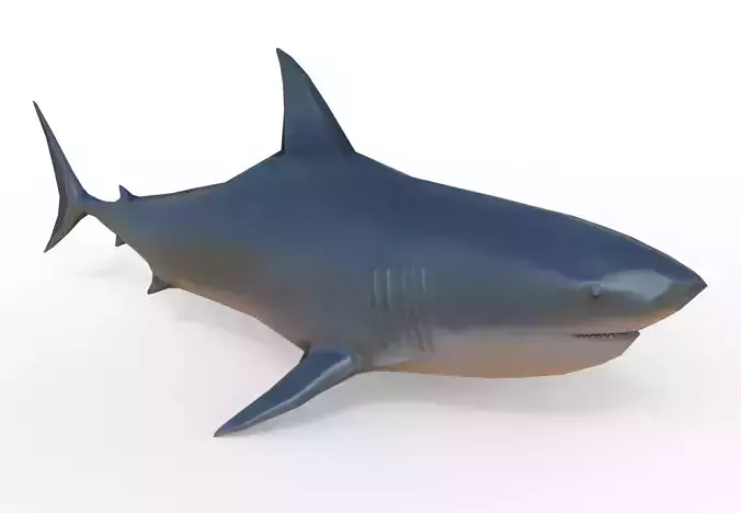 3D low poly Shark great Low-poly 3D model