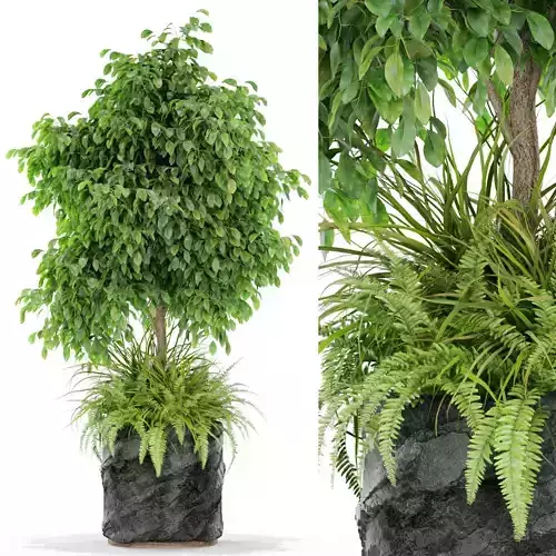 Plants collection 434