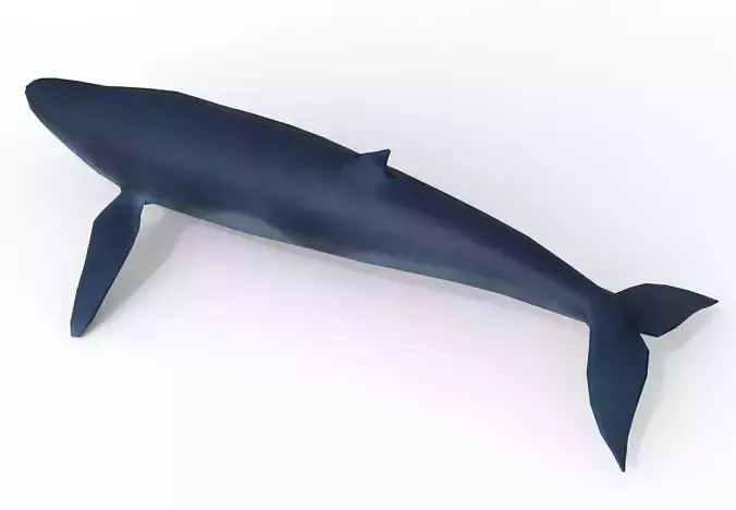 3D low poly Whale Low-poly 3D model