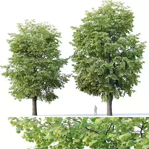 Tilia europaea Nr 10 H16-18m Two adult trees 3D model