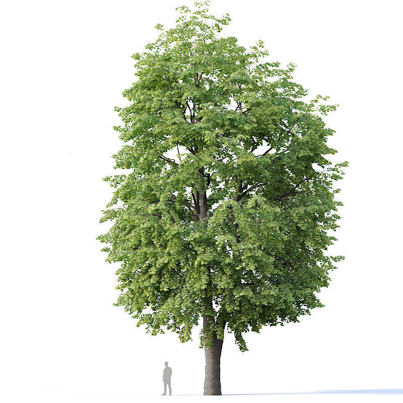 Tilia europaea Nr 10 H16-18m Two adult trees 3D model_3