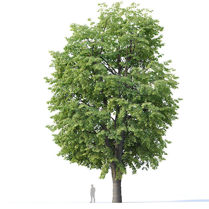 Tilia europaea Nr 10 H16-18m Two adult trees 3D model_4