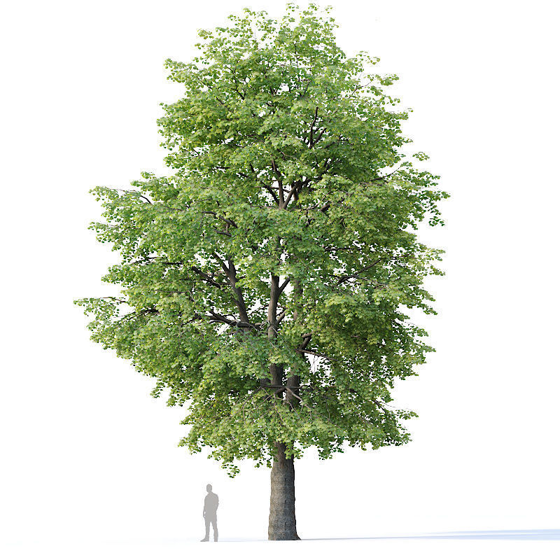 Tilia europaea Nr 10 H16-18m Two adult trees 3D model_2