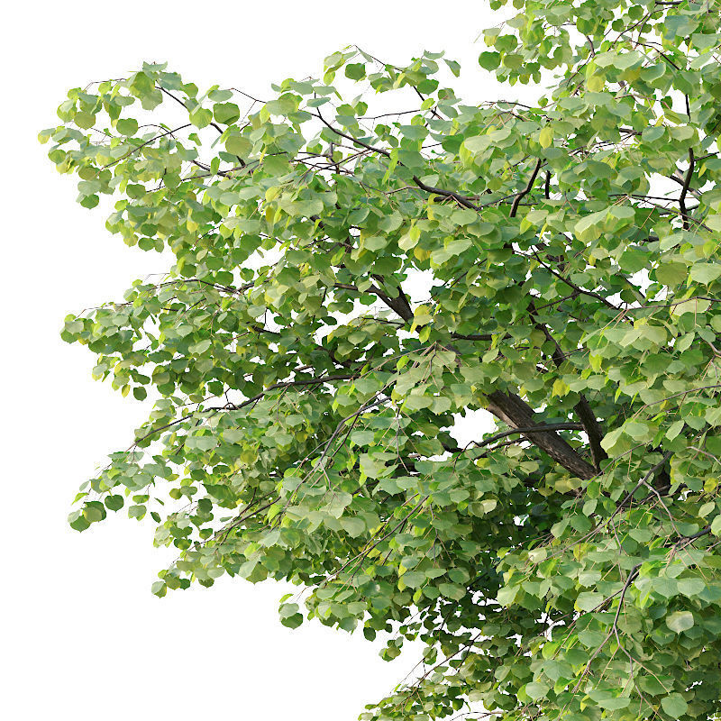 Tilia europaea Nr 10 H16-18m Two adult trees 3D model_1