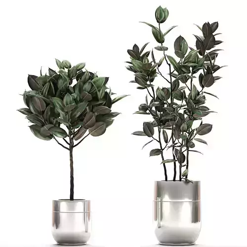 Ficus elastica in a chrome flowerpot 787
