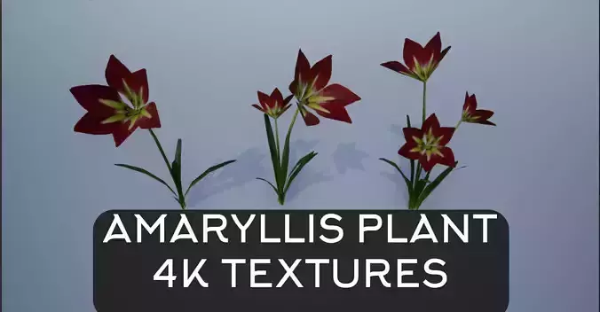 4K Amaryllis Flower Plant Low-poly 3D model