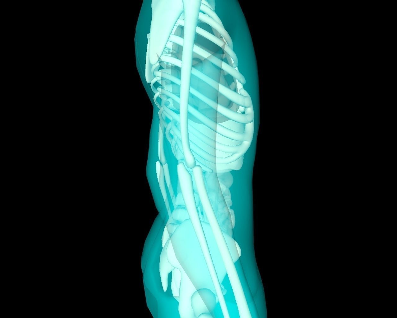 Xray Thorax and abdomen with internal organs 3D model_31