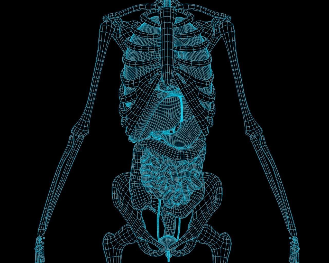 Xray Thorax and abdomen with internal organs 3D model_4