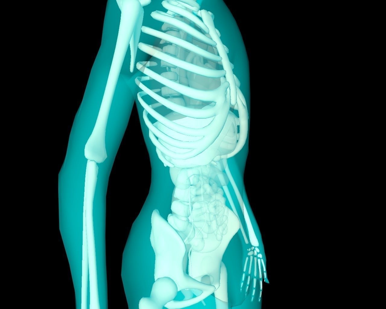 Xray Thorax and abdomen with internal organs 3D model_27