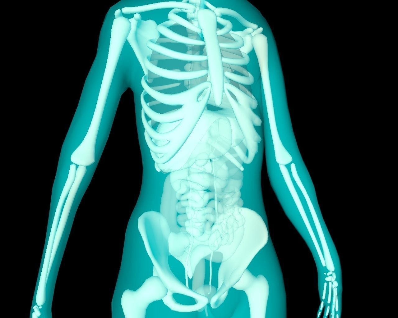 Xray Thorax and abdomen with internal organs 3D model_23