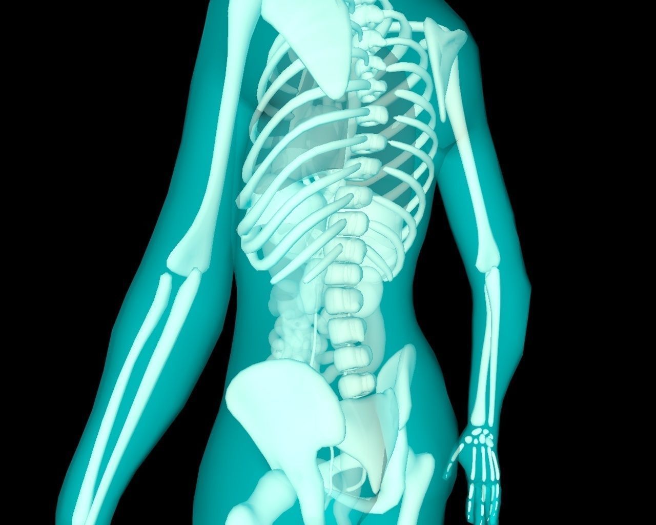 Xray Thorax and abdomen with internal organs 3D model_7