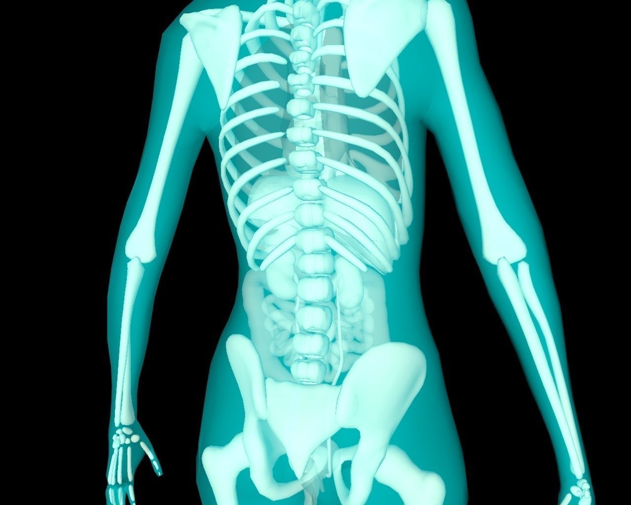 Xray Thorax and abdomen with internal organs 3D model_38