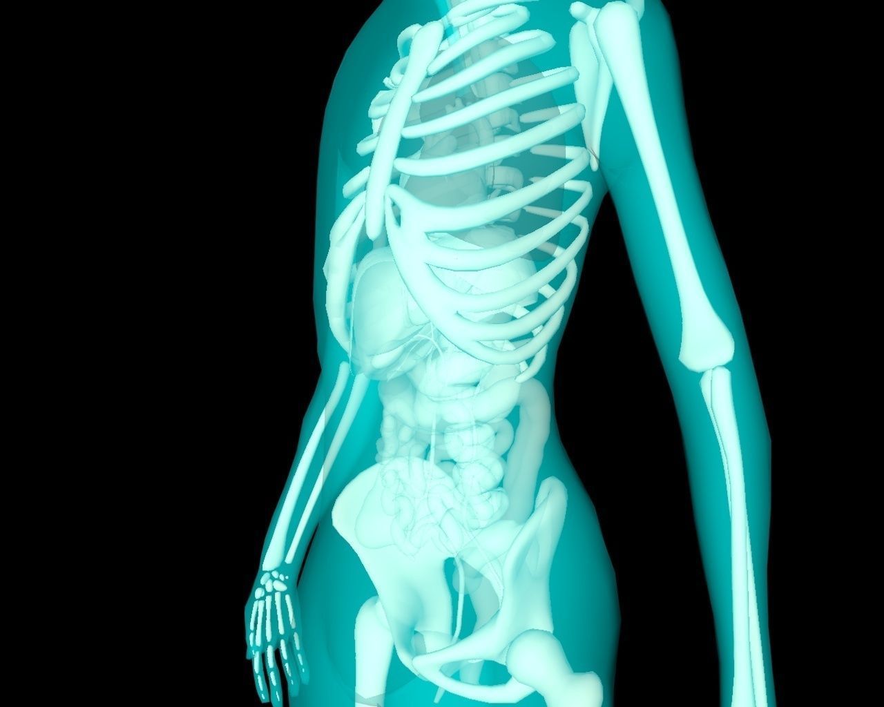 Xray Thorax and abdomen with internal organs 3D model_16