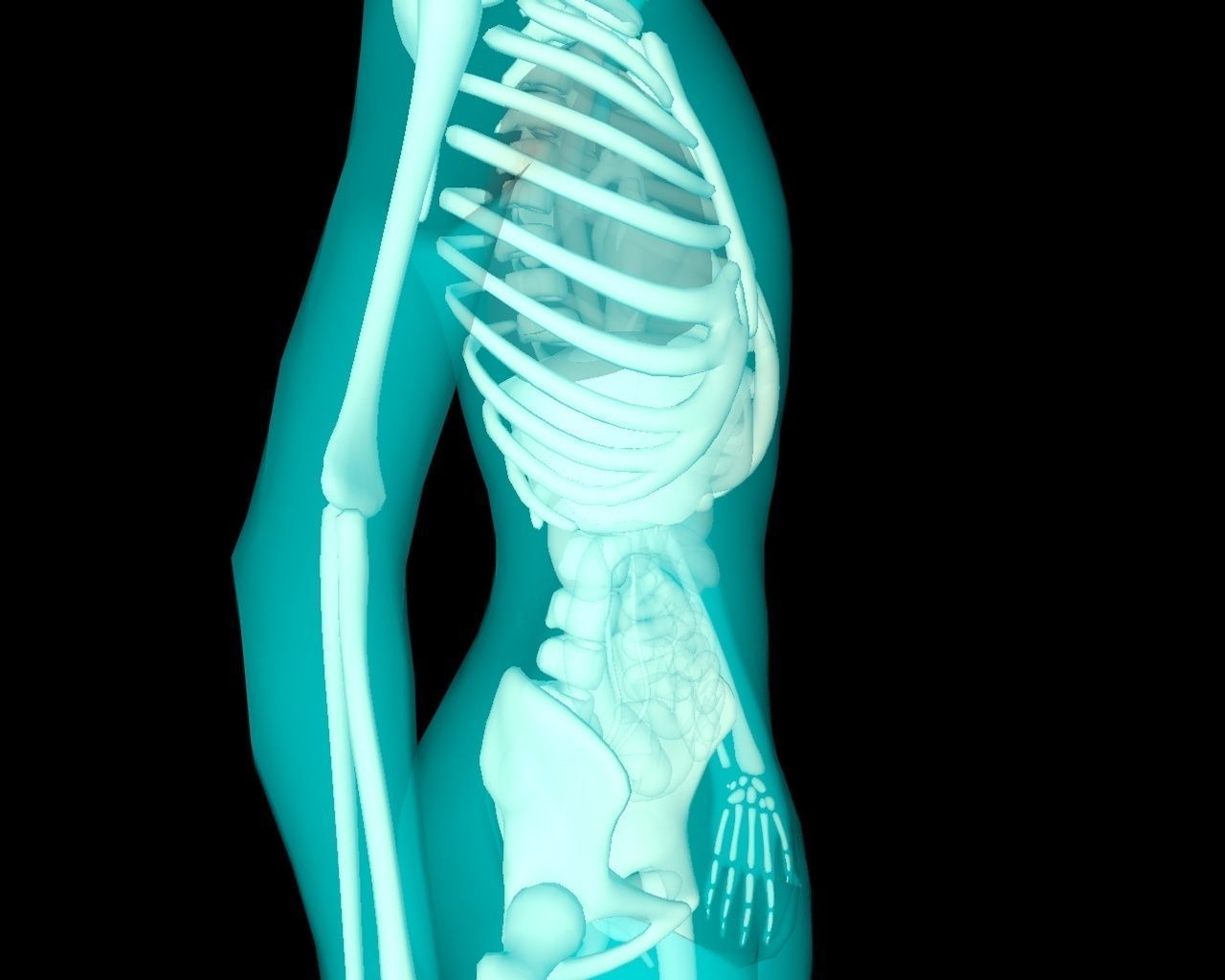 Xray Thorax and abdomen with internal organs 3D model_28