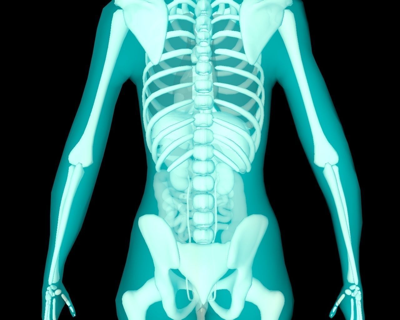 Xray Thorax and abdomen with internal organs 3D model_40