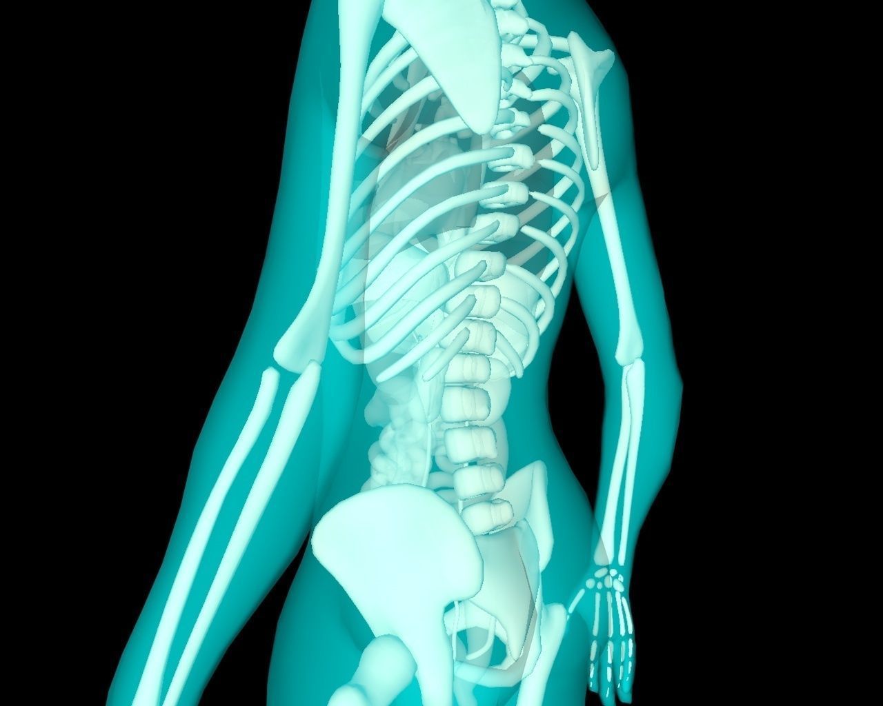 Xray Thorax and abdomen with internal organs 3D model_10