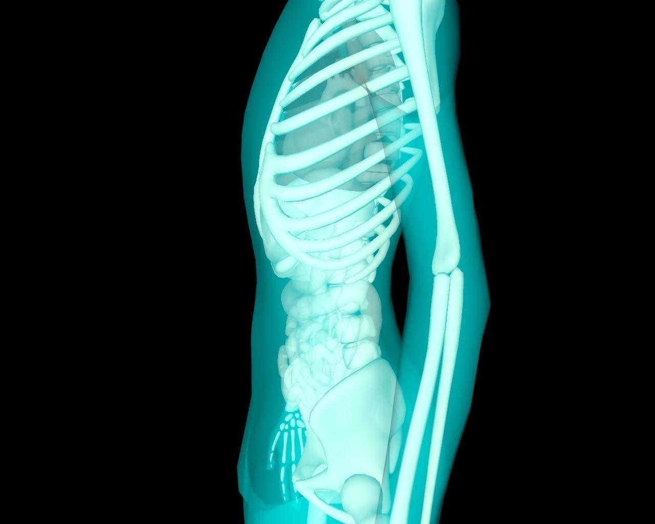 Xray Thorax and abdomen with internal organs 3D model_12