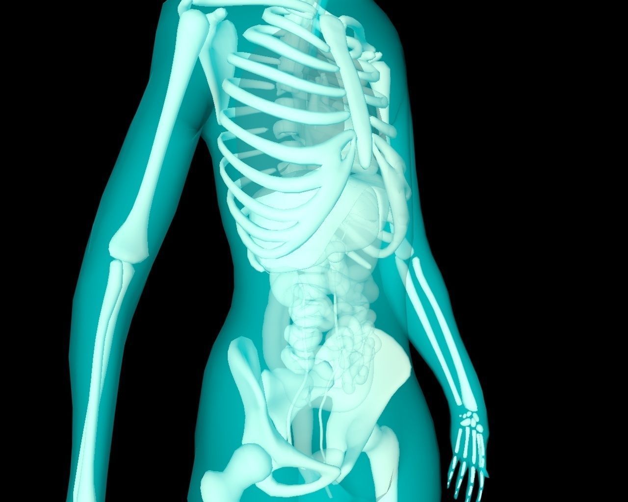 Xray Thorax and abdomen with internal organs 3D model_26