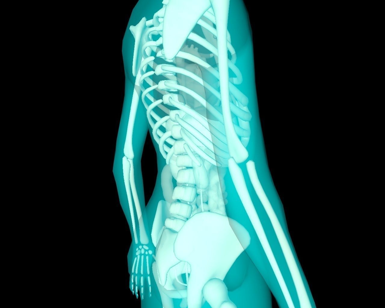 Xray Thorax and abdomen with internal organs 3D model_33