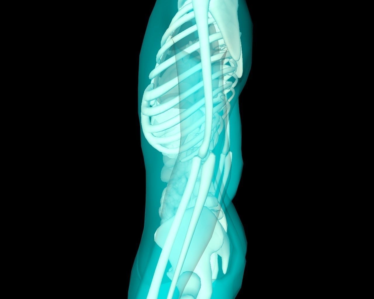 Xray Thorax and abdomen with internal organs 3D model_11
