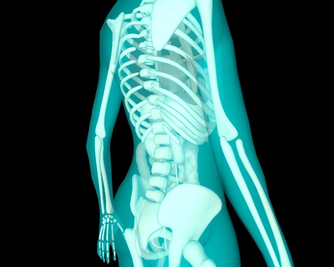 Xray Thorax and abdomen with internal organs 3D model_34