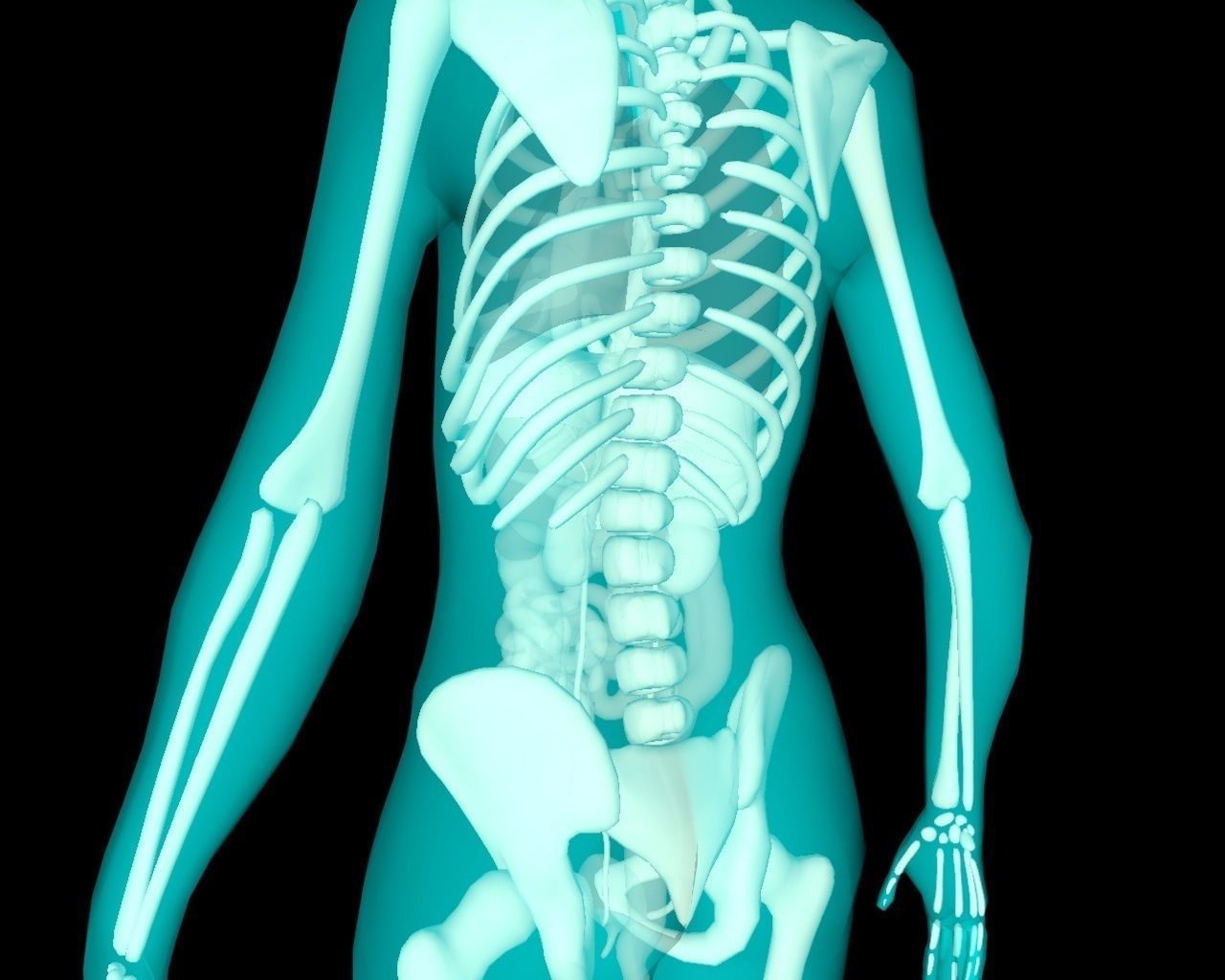 Xray Thorax and abdomen with internal organs 3D model_6